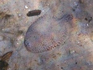 Flounder