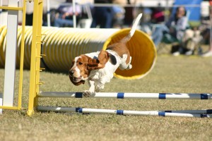 basset hound jump