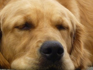 dog-sleep-smaller