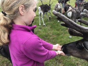 child feeding reindeer