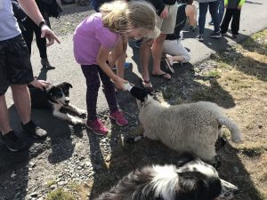 child bottle feeding lamb