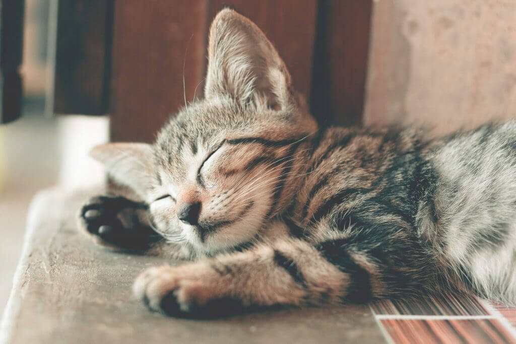kitten sleeping in the sun